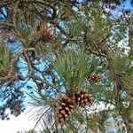 Pinus nigraGyümölcs