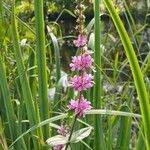 Lythrum virgatumFloro