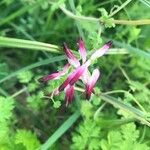 Fumaria muralis Fiore