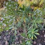 Echium decaisnei Habit