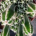 Acanthocereus tetragonus Leaf