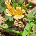 Biophytum umbraculum Flower