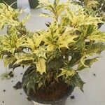 Osmanthus heterophyllus অভ্যাস