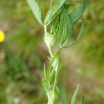 Trifolium strictum Plante entière