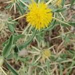 Centaurea hyalolepis 花