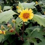 Smallanthus uvedalia Flower