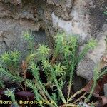 Euphorbia exigua Hábito