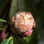 Rhododendron irroratum Outro