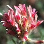 Trifolium macrocephalum Cvet
