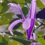 Poikilacanthus macranthus Flower