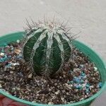 Ferocactus peninsulae ഇല