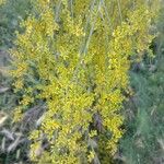 Genista aetnensisCvet