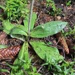 Arnica montana Feuille