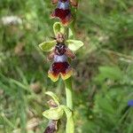 Ophrys insectifera Floare