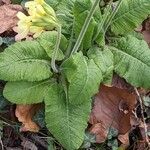 Primula elatior Blatt