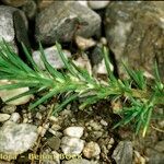 Polycnemum majus Mosusu