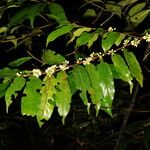 Casearia arborea Flor