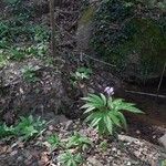 Cardamine heptaphylla പുഷ്പം