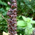 Stachys sylvatica Плід