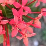 Ixora coccineaFlower