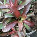 Aechmea caudata Blatt