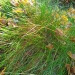 Festuca filiformis Foglia