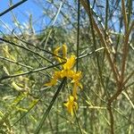 Genista aetnensisBlomst