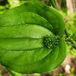 Smilax tamnoides Blatt