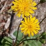 Crepis sancta Flower