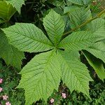 Rodgersia aesculifolia Hoja