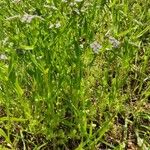 Valerianella eriocarpa Habitus