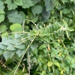 Cleome spinosa Leaf
