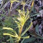 Galium aparine पत्ता