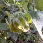 Abutilon grandifolium Fruto