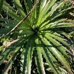 Dyckia encholirioides Fulla