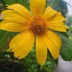 Tithonia diversifolia 花