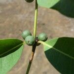 Polysphaeria multiflora Fruit