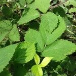 Rubus gratus Blad