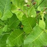 Nicotiana sylvestris Blad