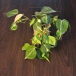 Philodendron cordatum Yaprak