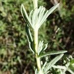 Lavandula stoechas Blatt