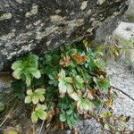 Potentilla caulescens Hábito