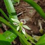 Prosthechea abbreviata Кветка