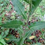 Hesperis laciniata Leaf