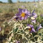 Solanum elaeagnifolium Blüte