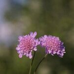 Scabiosa canescens Blüte