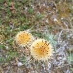 Carlina vulgaris फूल