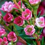 Chamelaucium uncinatum Flor