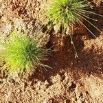 Isolepis cernua Blad