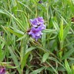 Aegonychon purpurocaeruleum Flower